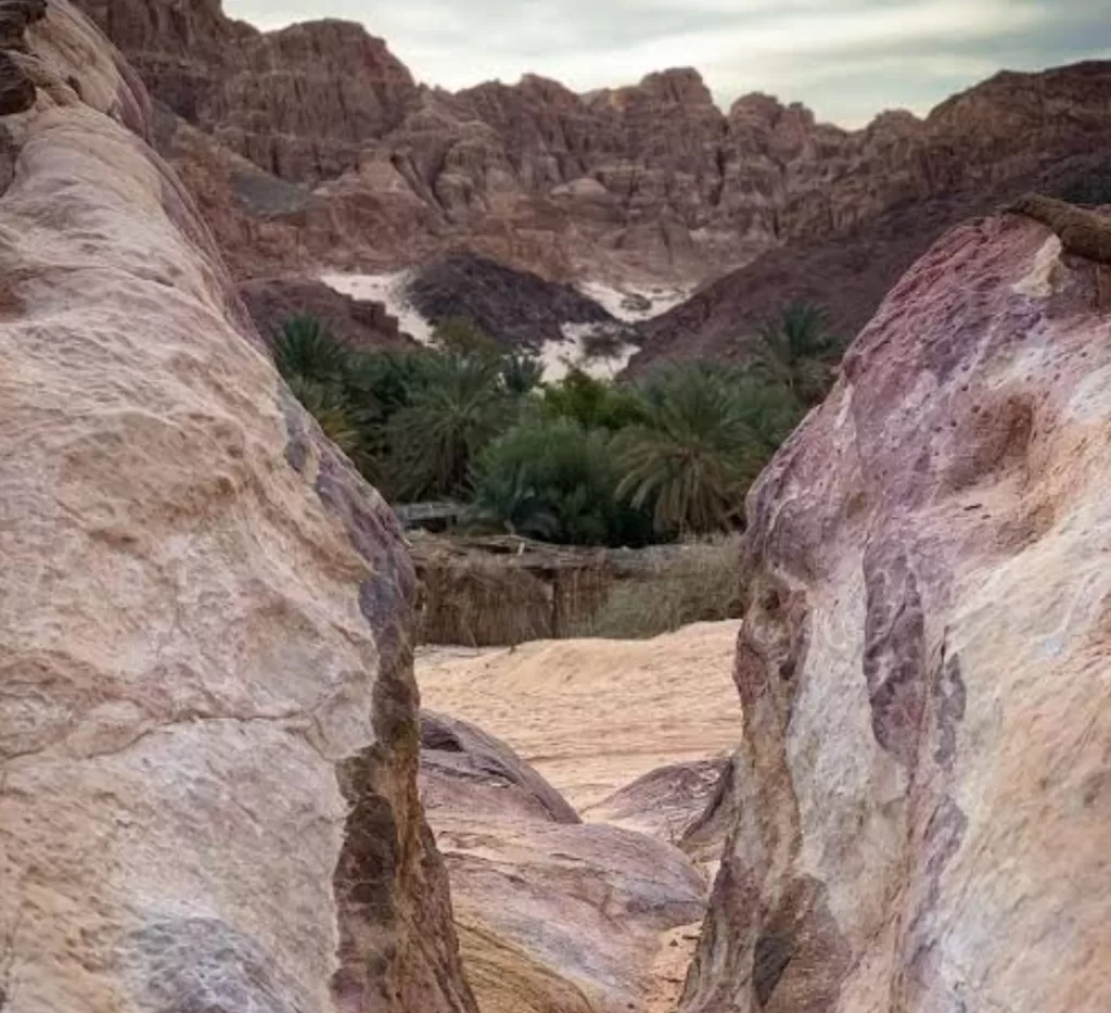 Oasis Ain Khadra, quand les falaises de grès jaunâtres s'enchaînent avec les palmiers 8 - Le Progrès Egyptien Oasis Ain Khadra, quand les falaises de grès jaunâtres s'enchaînent avec les palmiers 7 - Le Progrès Egyptien