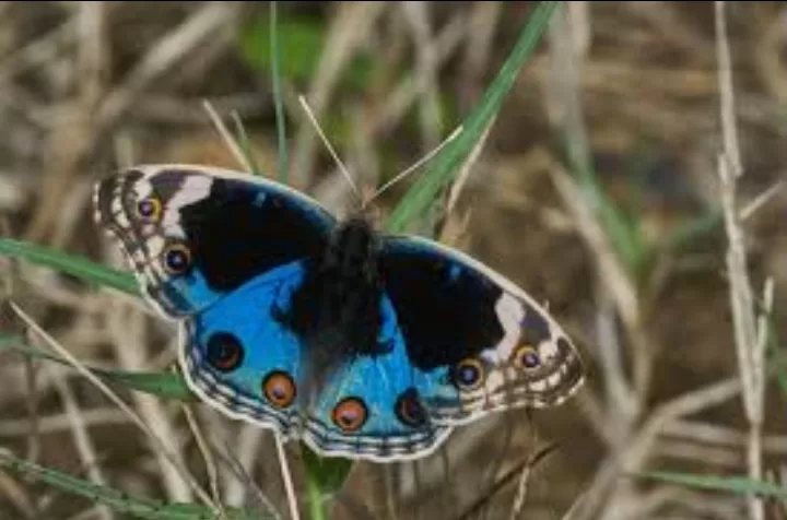 Les papillons, ces créatures qui ne cessent de fasciner 13 - Le Progrès Egyptien