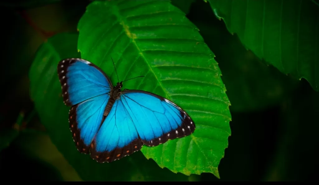 Les papillons, ces créatures qui ne cessent de fasciner 11 - Le Progrès Egyptien