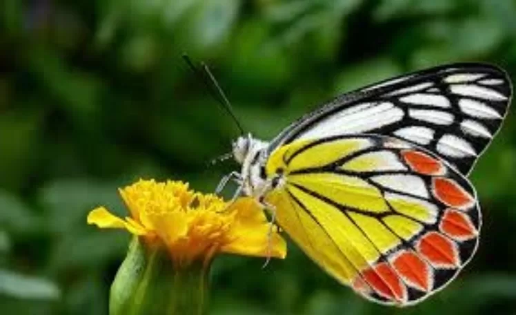 Les papillons, ces créatures qui ne cessent de fasciner 9 - Le Progrès Egyptien