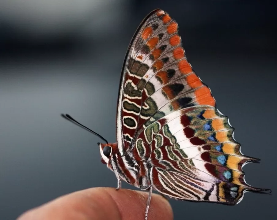 Les papillons, ces créatures qui ne cessent de fasciner 5 - Le Progrès Egyptien