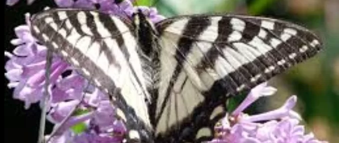 Les papillons, ces créatures qui ne cessent de fasciner 3 - Le Progrès Egyptien