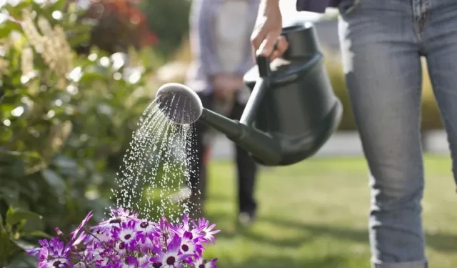 Comment protéger vos fleurs en été ? 2 - Le Progrès Egyptien Comment protéger vos fleurs en été ? 1 - Le Progrès Egyptien