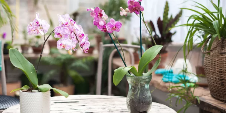 Du citron pour un coup de boost à vos orchidées 2 - Le Progrès Egyptien Du citron pour un coup de boost à vos orchidées 1 - Le Progrès Egyptien