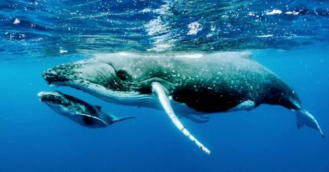 Baleines : Nouveaux horizons de communication 3 - Le Progrès Egyptien