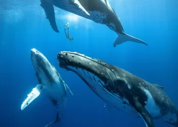 Baleines : Nouveaux horizons de communication