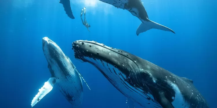 Baleines : Nouveaux horizons de communication 1 - Le Progrès Egyptien