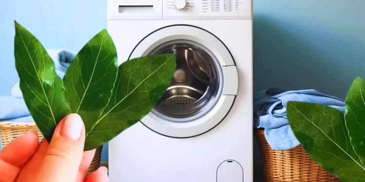 Machine à laver : Feuille de laurier pour chasser les odeurs 2 - Le Progrès Egyptien Machine à laver : Feuille de laurier pour chasser les odeurs 1 - Le Progrès Egyptien
