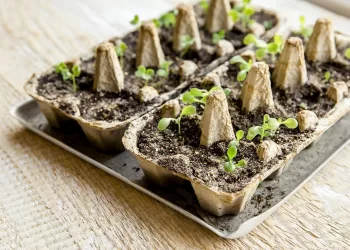 Profitez des déchets pour un jardin zéro plastique