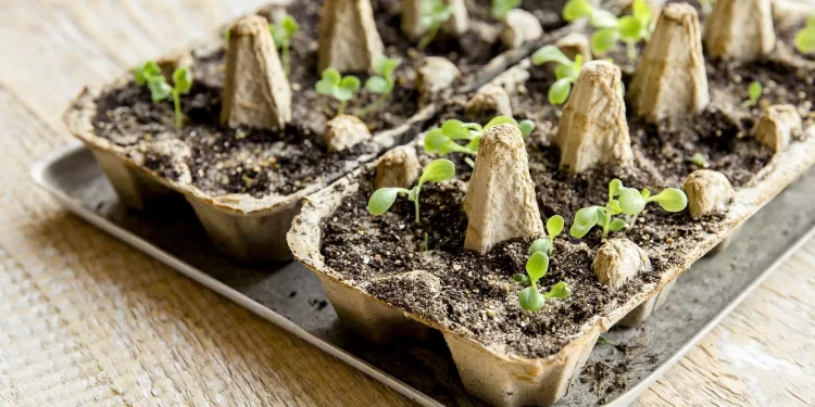 Profitez des déchets pour un jardin zéro plastique 1 - Le Progrès Egyptien