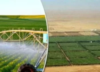 La Farafra, une oasis en pleine transformation : Un pôle de développement agricole et touristique