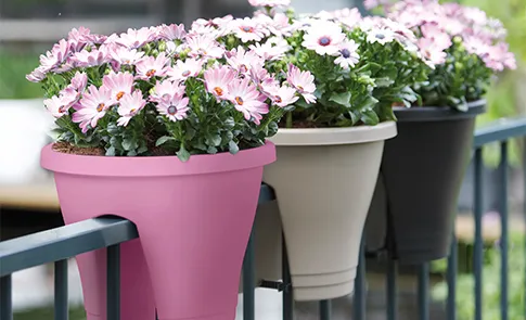 Pour un balcon embelli par les plantes 6 - Le Progrès Egyptien Pour un balcon embelli par les plantes 5 - Le Progrès Egyptien