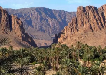 Oasis Ain Khadra, quand les falaises de grès jaunâtres s’enchaînent avec les palmiers 