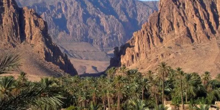Oasis Ain Khadra, quand les falaises de grès jaunâtres s'enchaînent avec les palmiers 2 - Le Progrès Egyptien Oasis Ain Khadra, quand les falaises de grès jaunâtres s'enchaînent avec les palmiers 1 - Le Progrès Egyptien