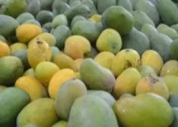 Les exportations agricoles en plein essor 