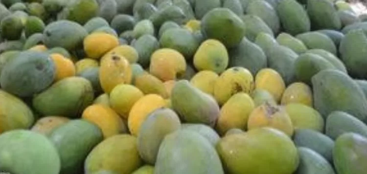 Les exportations agricoles en plein essor  1 - Le Progrès Egyptien