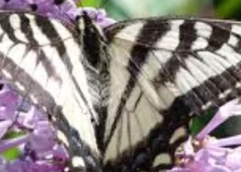 Les papillons, ces créatures qui ne cessent de fasciner