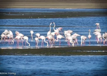 L’Egypte a célébré la Journée mondiale des oiseaux migrateurs – octobre 2025