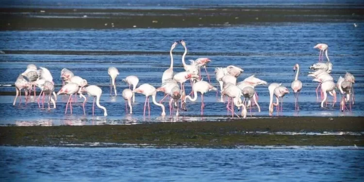L’Egypte a célébré la Journée mondiale des oiseaux migrateurs – octobre 2025 1 - Le Progrès Egyptien