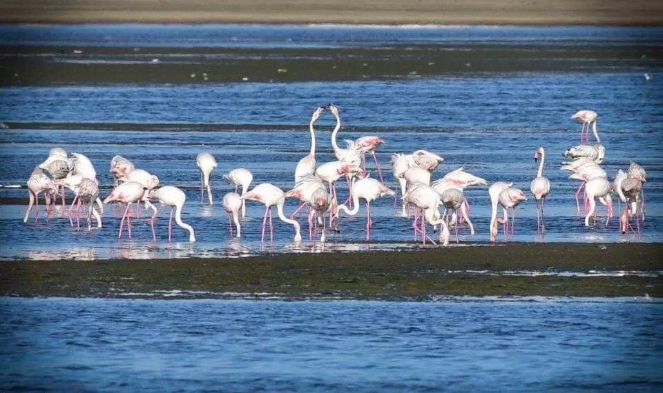 L’Egypte a célébré la Journée mondiale des oiseaux migrateurs – octobre 2025 1 - Le Progrès Egyptien