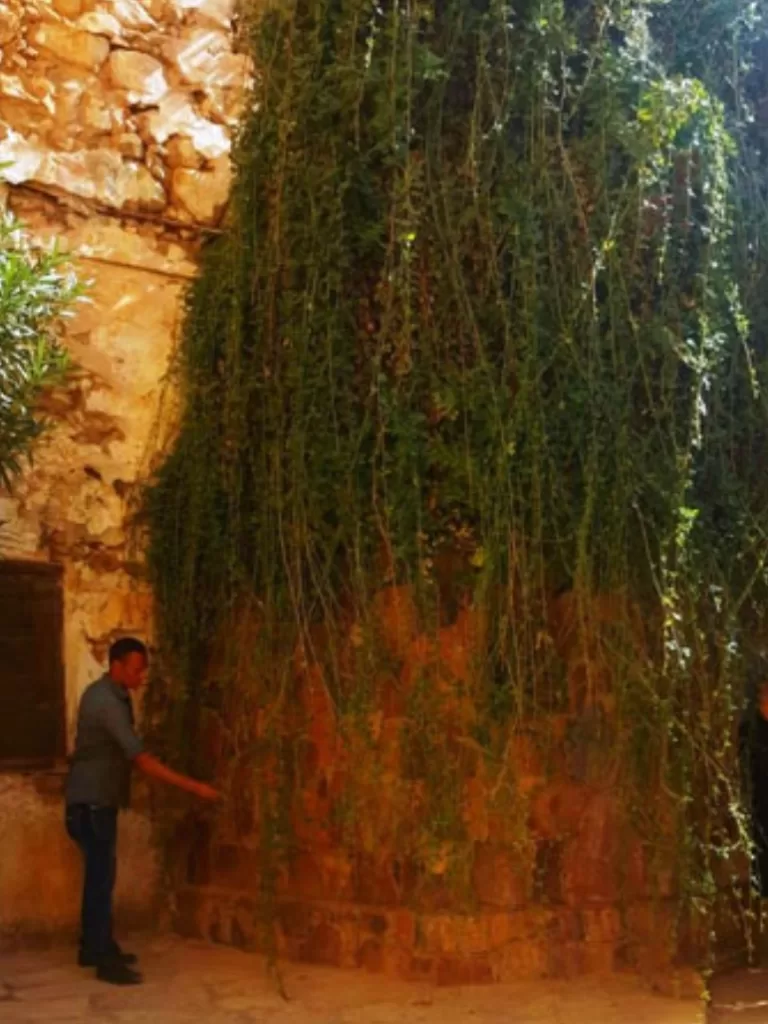 Unique au monde, secrets du roncier du monastère Sainte-Catherine 8 - Le Progrès Egyptien Unique au monde, secrets du roncier du monastère Sainte-Catherine 7 - Le Progrès Egyptien