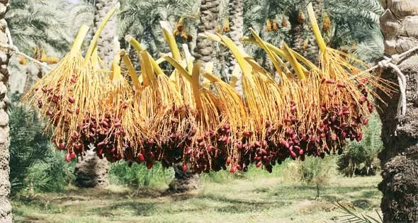 Dattes: Sous les palmes dorées, l’Égypte récolte son bonheur 4 - Le Progrès Egyptien Dattes: Sous les palmes dorées, l’Égypte récolte son bonheur 3 - Le Progrès Egyptien