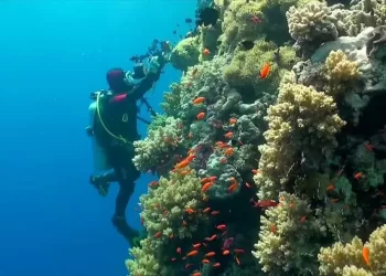 Blanchissement: Les coraux du Nord de la Mer Rouge rétablis 3 - Le Progrès Egyptien Blanchissement: Les coraux du Nord de la Mer Rouge rétablis