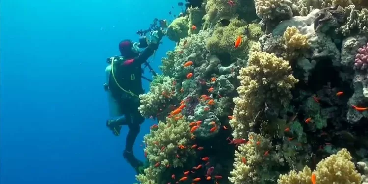 Blanchissement: Les coraux du Nord de la Mer Rouge rétablis 2 - Le Progrès Egyptien Blanchissement: Les coraux du Nord de la Mer Rouge rétablis 1 - Le Progrès Egyptien