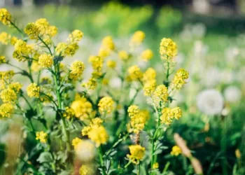 Cette plante redonne vie à votre jardin