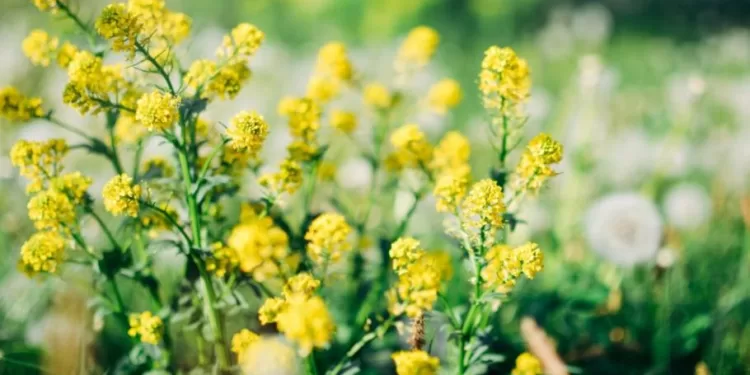 Cette plante redonne vie à votre jardin 1 - Le Progrès Egyptien