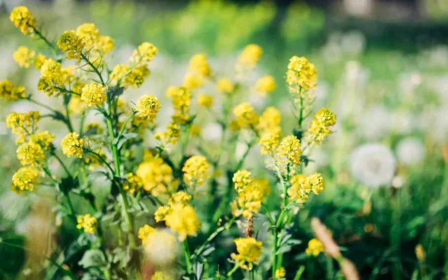 Cette plante redonne vie à votre jardin 1 - Le Progrès Egyptien