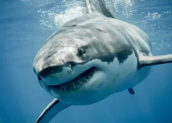 « Contender », le plus grand requin blanc jamais observé 5 - Le Progrès Egyptien « Contender », le plus grand requin blanc jamais observé