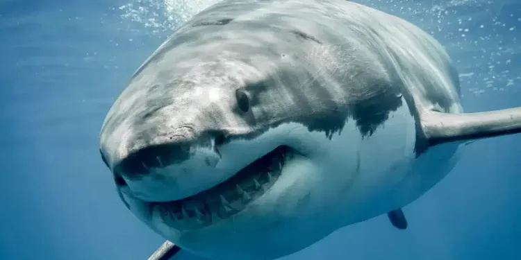 « Contender », le plus grand requin blanc jamais observé 1 - Le Progrès Egyptien