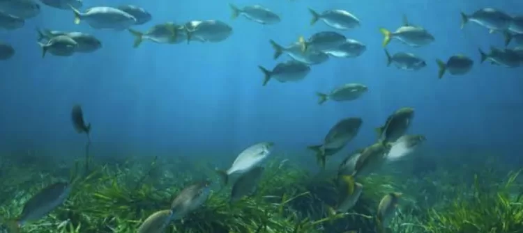 Préparatifs égyptiens pour accueillir la 24e conférence sur la convention de Barcelone 2 - Le Progrès Egyptien Préparatifs égyptiens pour accueillir la 24e conférence sur la convention de Barcelone 1 - Le Progrès Egyptien