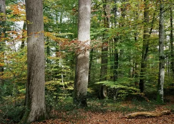Les arbres ont un langage