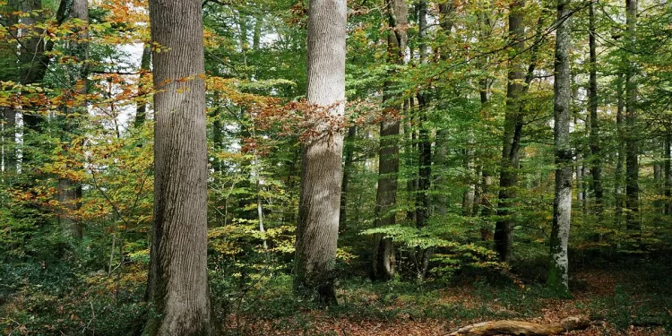 Les arbres ont un langage 1 - Le Progrès Egyptien