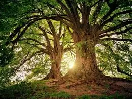 Les arbres ont un langage 4 - Le Progrès Egyptien Les arbres ont un langage 3 - Le Progrès Egyptien