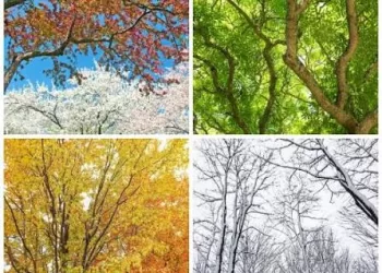 Ce que les saisons nous apprennent et le côté changeant de la vie