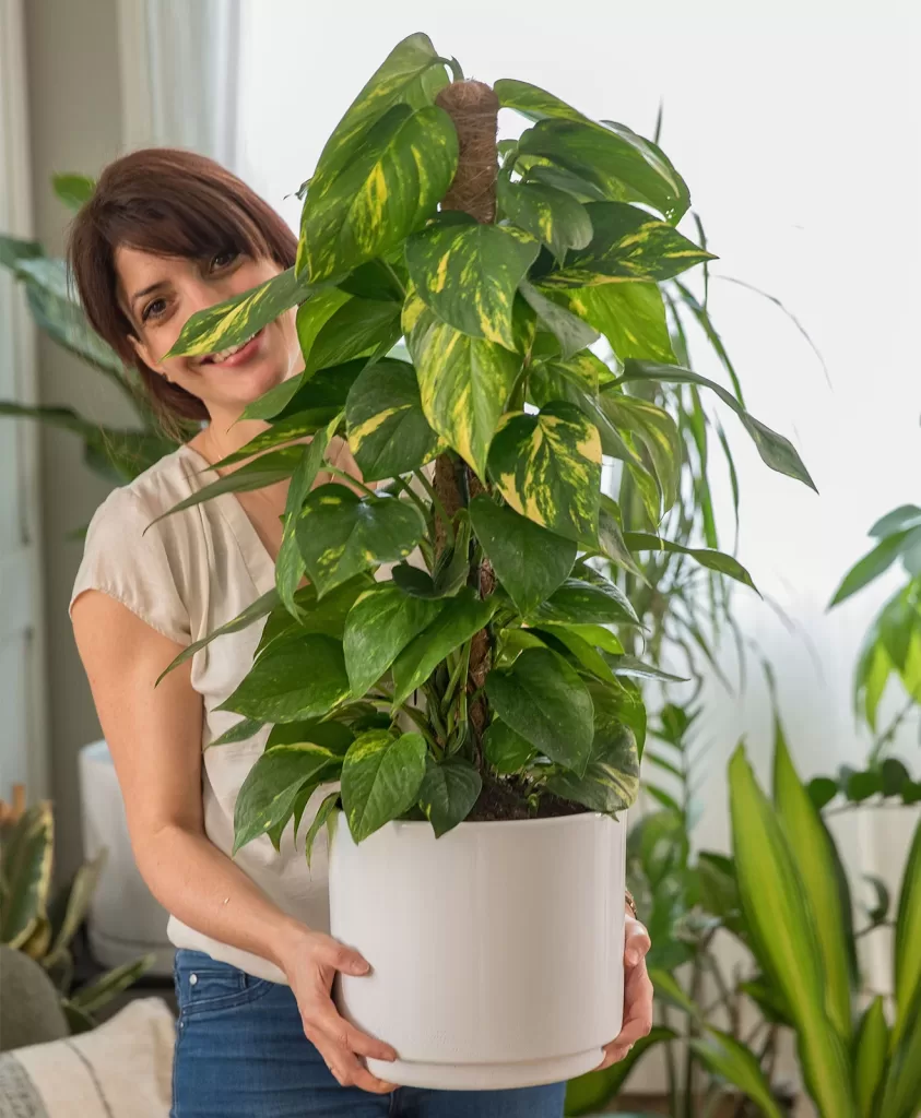 Quelle plante correspond le mieux à votre personnalité ? 5 - Le Progrès Egyptien