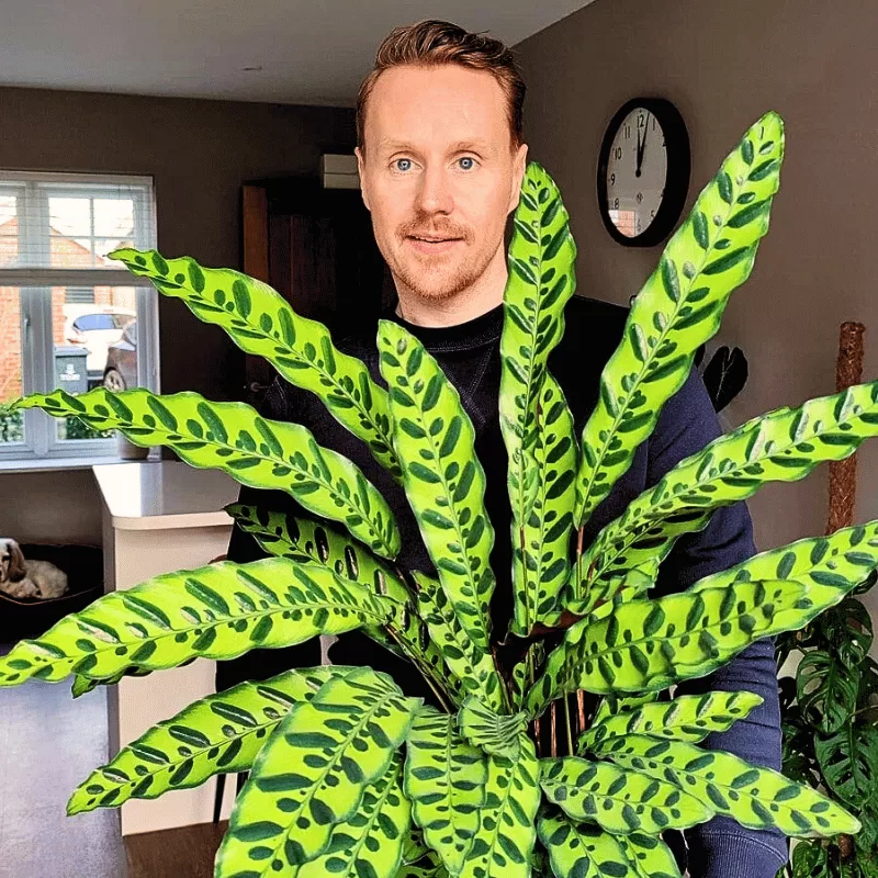 Quelle plante correspond le mieux à votre personnalité ? 13 - Le Progrès Egyptien