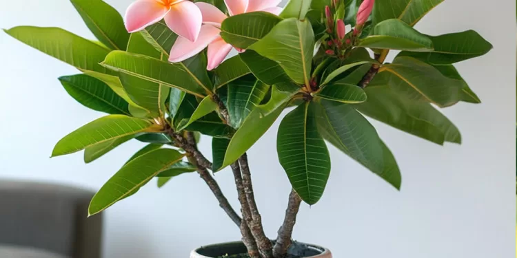 Plante d’intérieur idéale pour parfumer votre maison 1 - Le Progrès Egyptien