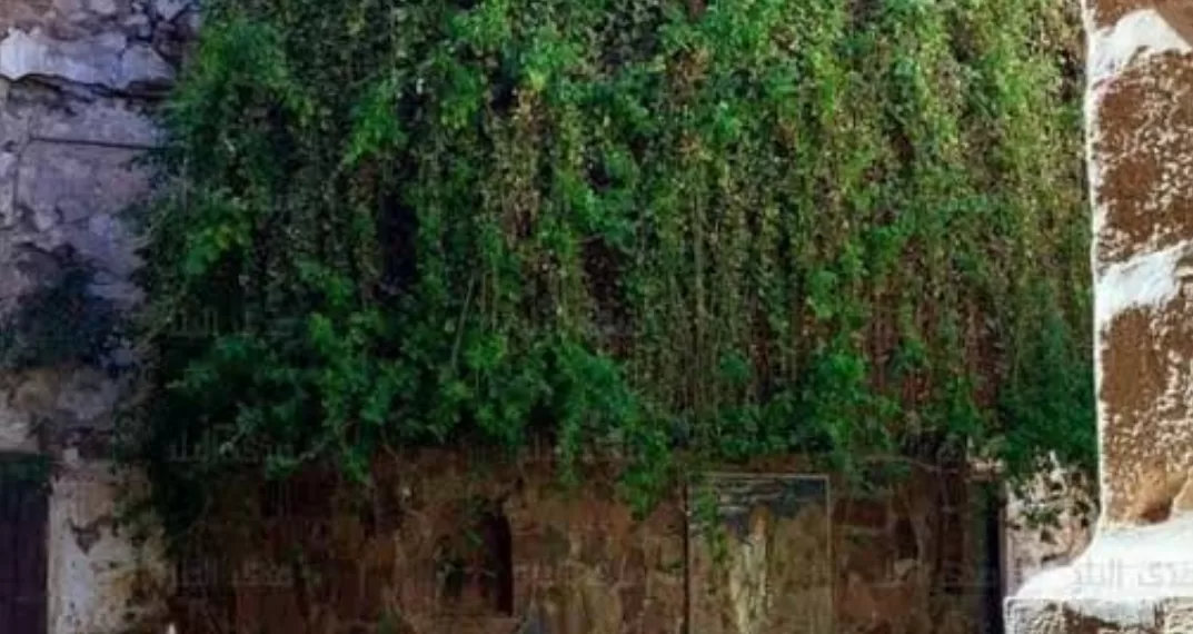 Unique au monde, secrets du roncier du monastère Sainte-Catherine 1 - Le Progrès Egyptien