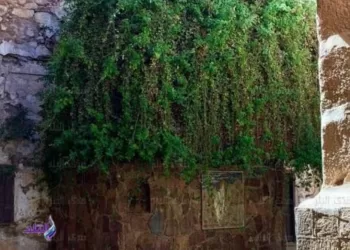 Unique au monde, secrets du roncier du monastère Sainte-Catherine