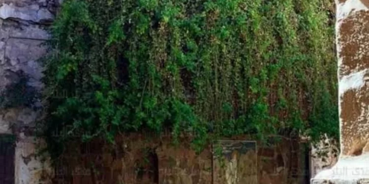 Unique au monde, secrets du roncier du monastère Sainte-Catherine 1 - Le Progrès Egyptien