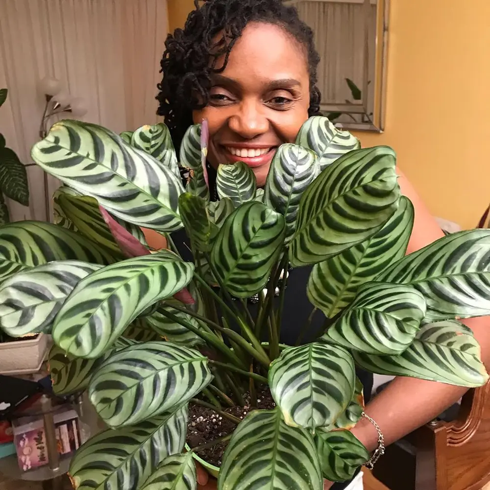 Quelle plante correspond le mieux à votre personnalité ? 3 - Le Progrès Egyptien