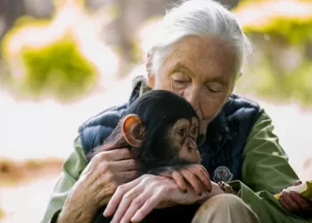 Adieu à Jane Goodall, l’ambassadrice des chimpanzés