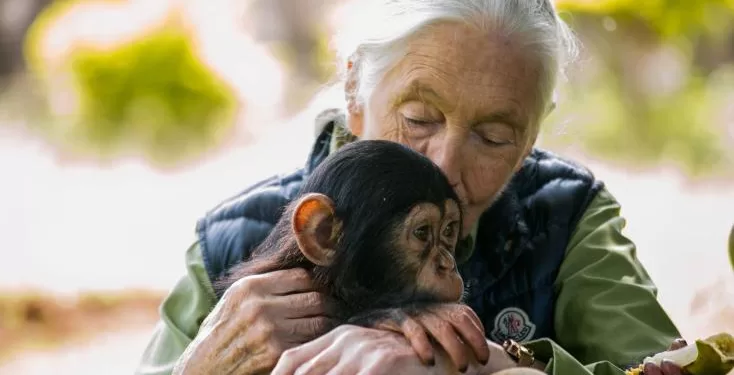 Adieu à Jane Goodall, l'ambassadrice des chimpanzés 2 - Le Progrès Egyptien Adieu à Jane Goodall, l'ambassadrice des chimpanzés 1 - Le Progrès Egyptien