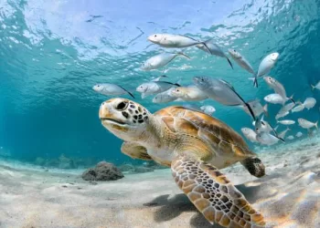 Grande Barrière de corail: Blanchissement désastreux