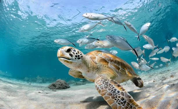 Grande Barrière de corail: Blanchissement désastreux 1 - Le Progrès Egyptien