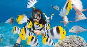 Préservation des récifs coralliens de la mer Rouge